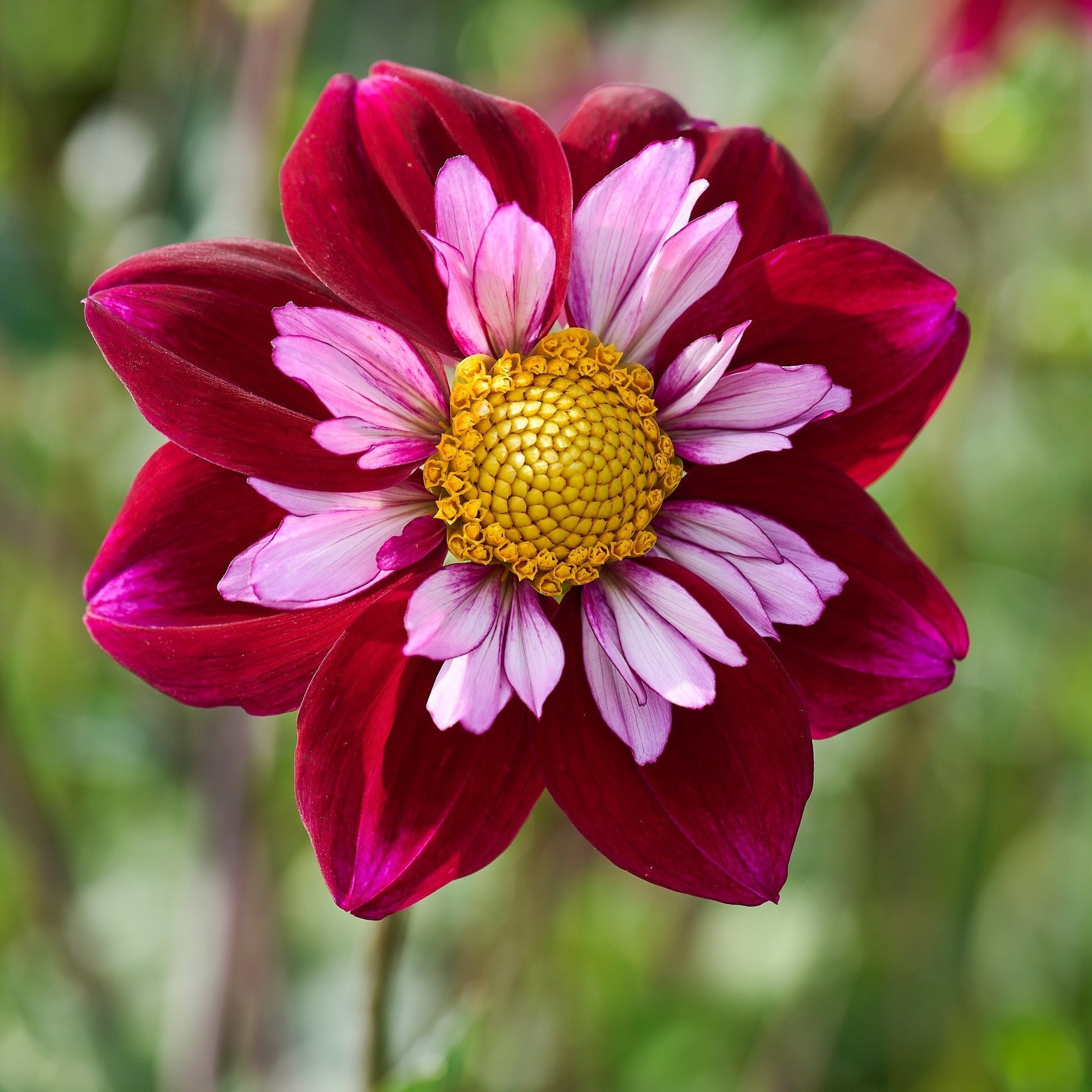 Mieszanka dalii 'All purple mix'