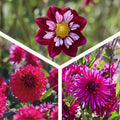 Mieszanka dalii 'All purple mix'