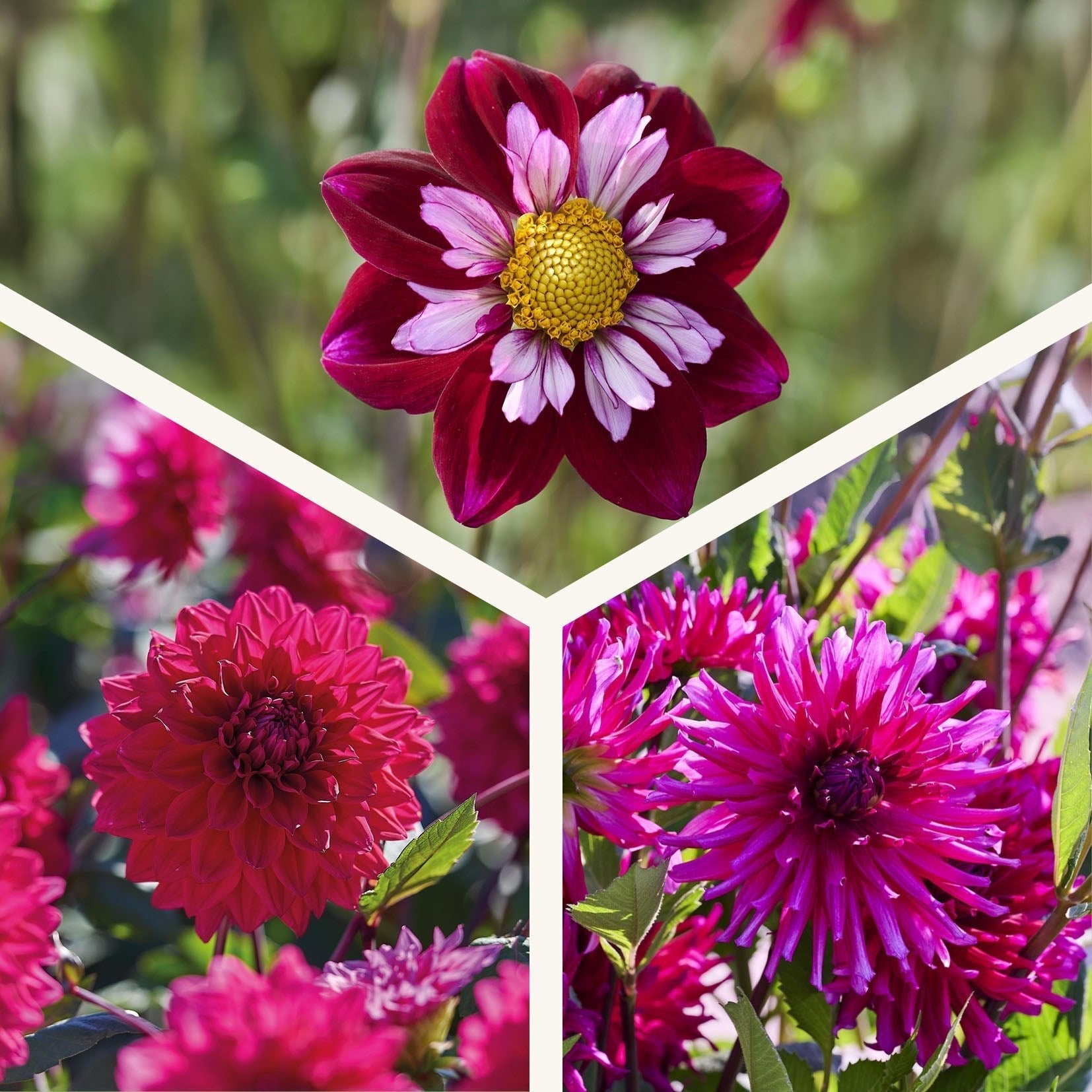 Mieszanka dalii 'All purple mix'