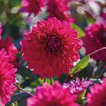 Mieszanka dalii 'All purple mix'