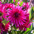 Mieszanka dalii 'All purple mix'