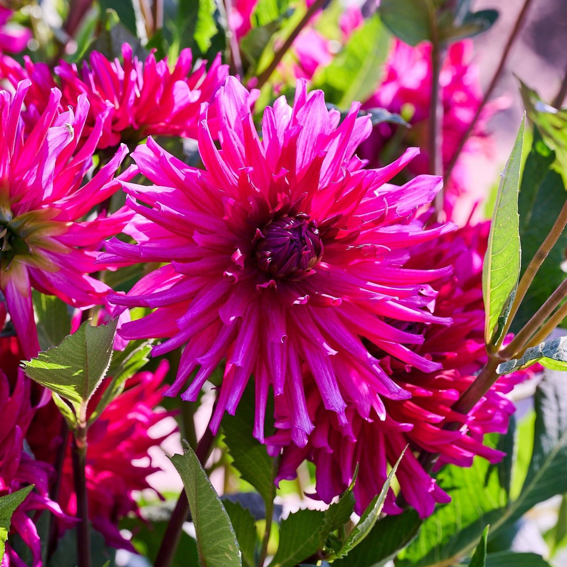 Mieszanka dalii 'All purple mix'