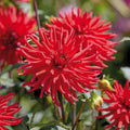 Mieszanka dalii 'All red mix'