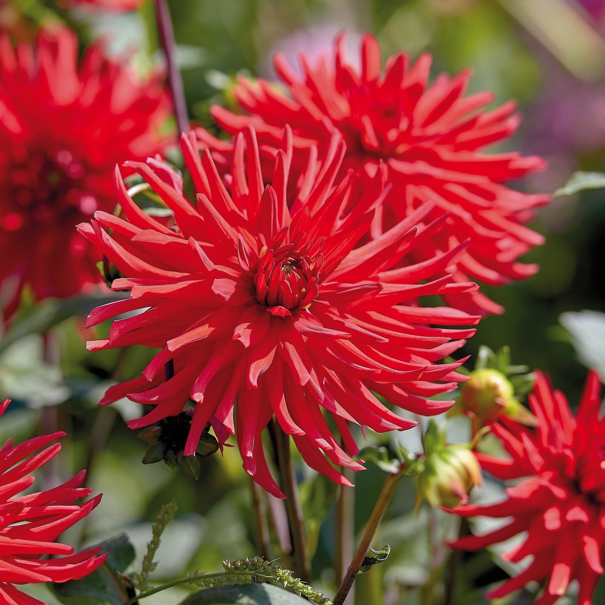 Mieszanka dalii 'All red mix'