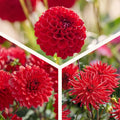 Mieszanka dalii 'All red mix'