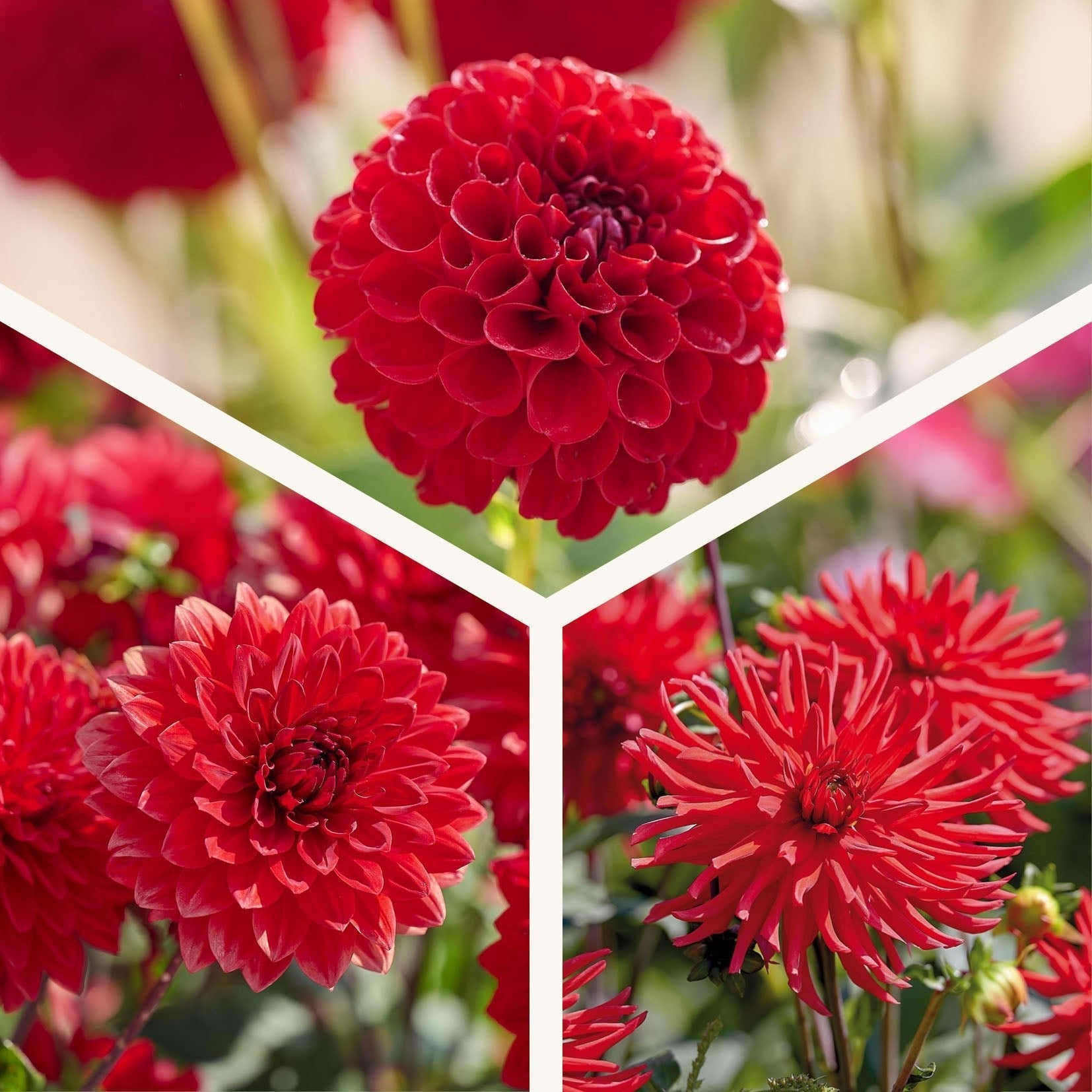 Mieszanka dalii 'All red mix'