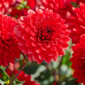 Mieszanka dalii 'All red mix'