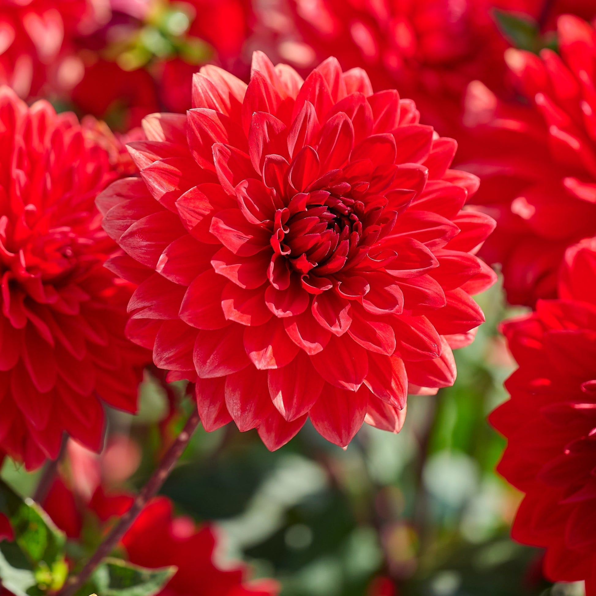Mieszanka dalii 'All red mix'