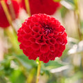Mieszanka dalii 'All red mix'