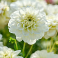 Mieszanka dalii 'All white mix'