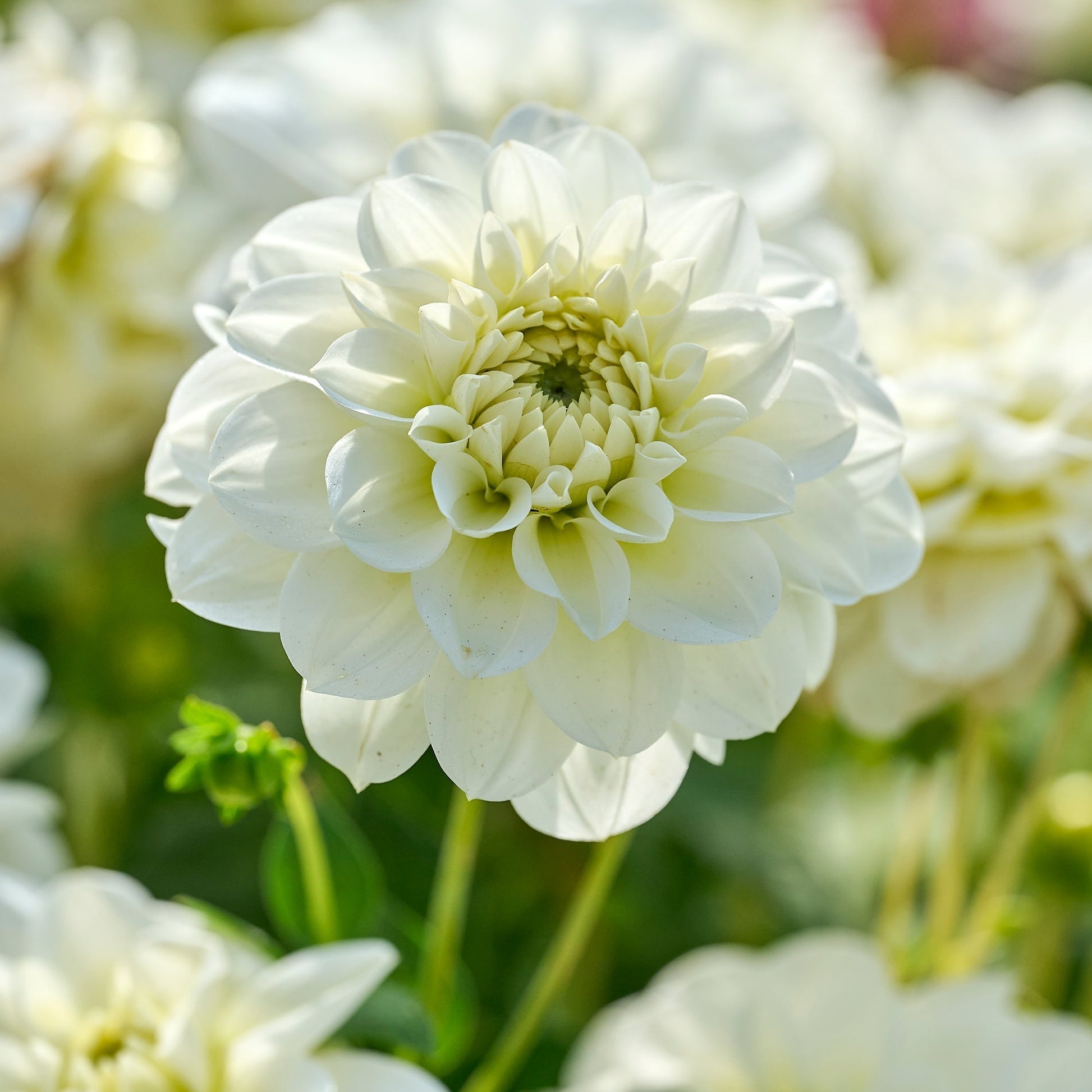 Mieszanka dalii 'All white mix'
