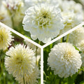 Mieszanka dalii 'All white mix'