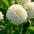 Mieszanka dalii 'All white mix'