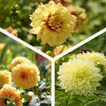 Mieszanka dalii 'All yellow mix'