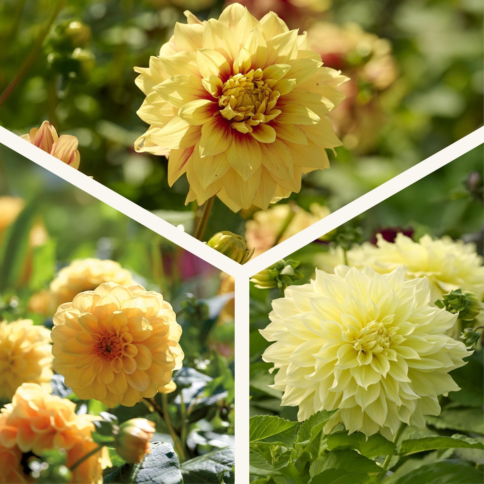 Mieszanka dalii 'All yellow mix'