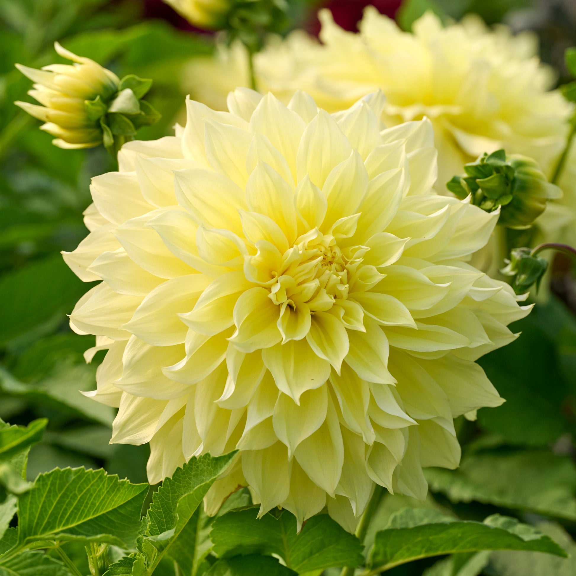 Mieszanka dalii 'All yellow mix'