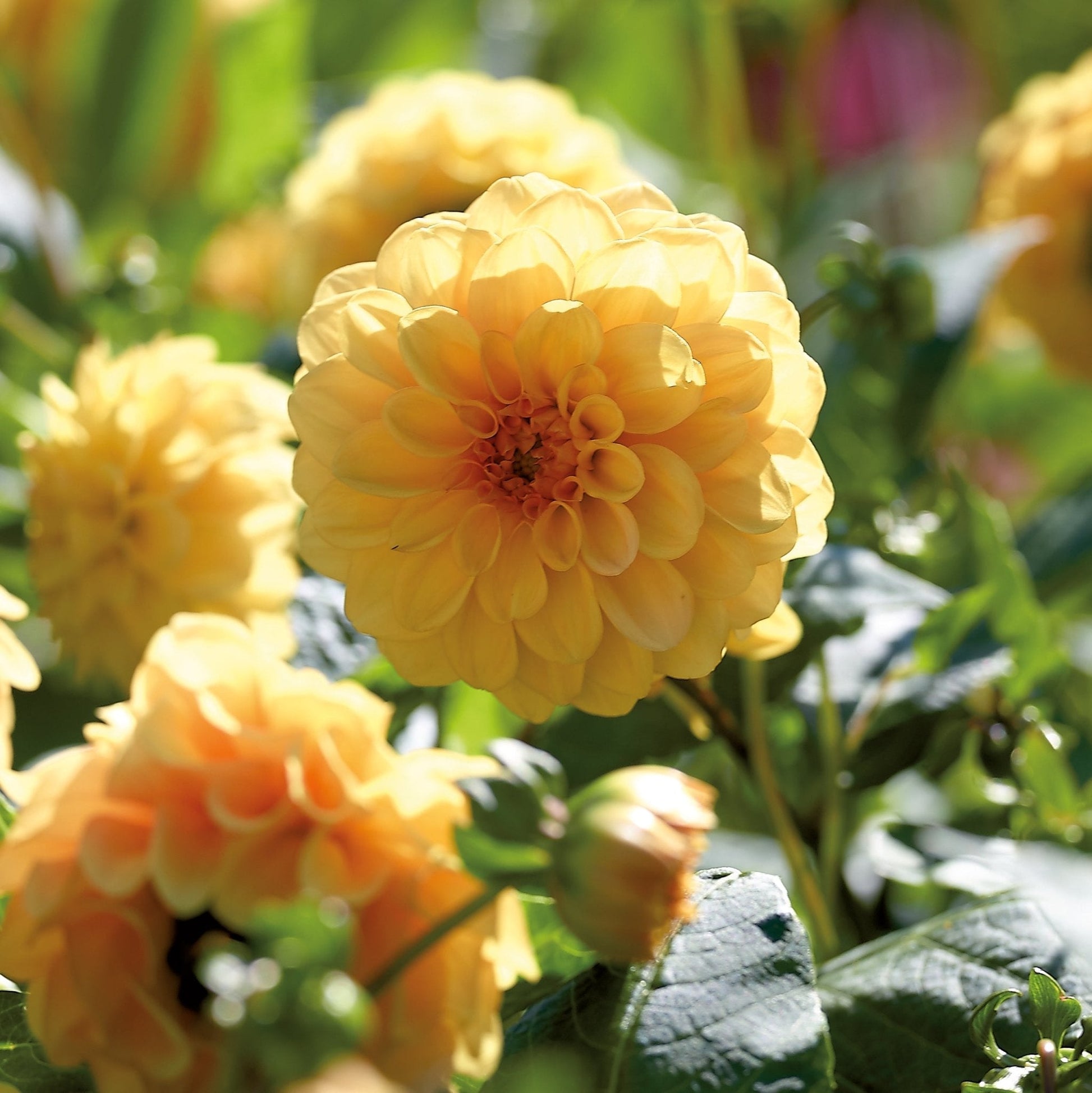 Mieszanka dalii 'All yellow mix'