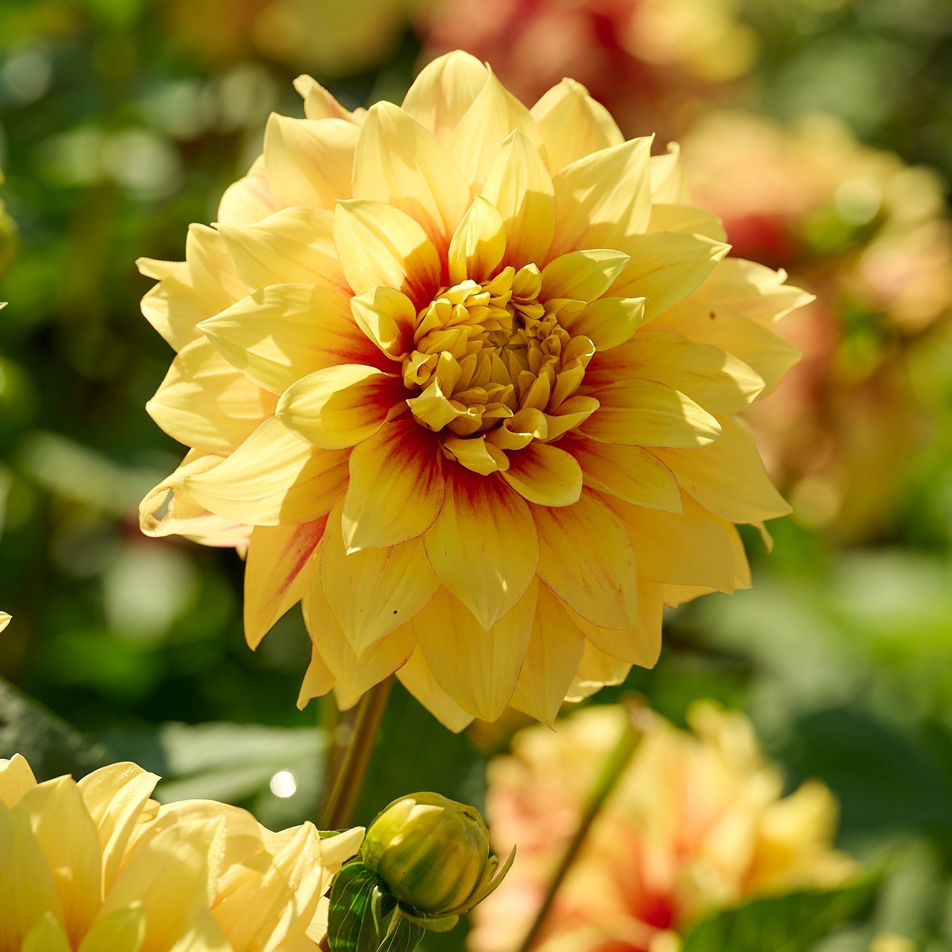 Mieszanka dalii 'All yellow mix'