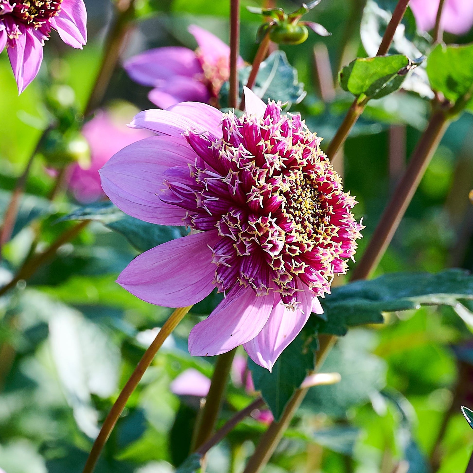 Mieszanka dalii 'Anemone mix'