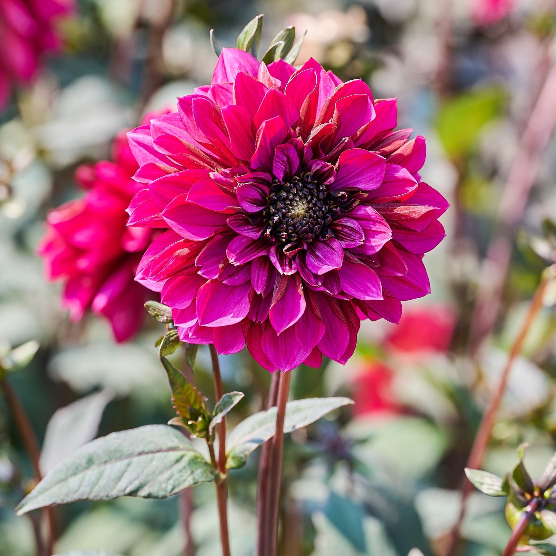 Mieszanka dalii 'Anemone mix'