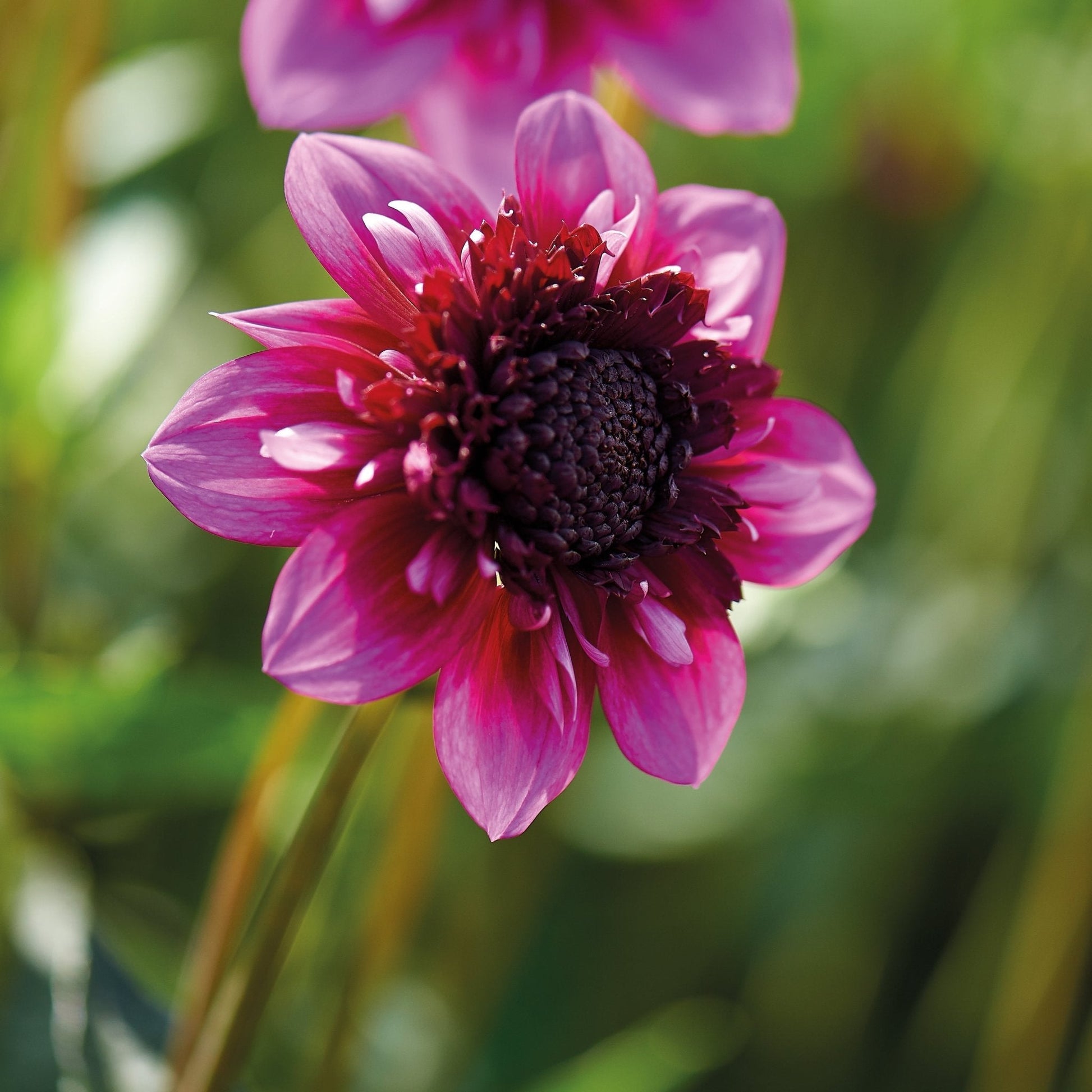 Mieszanka dalii 'Anemone mix'