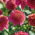 Mieszanka dalii 'Anemone mix'