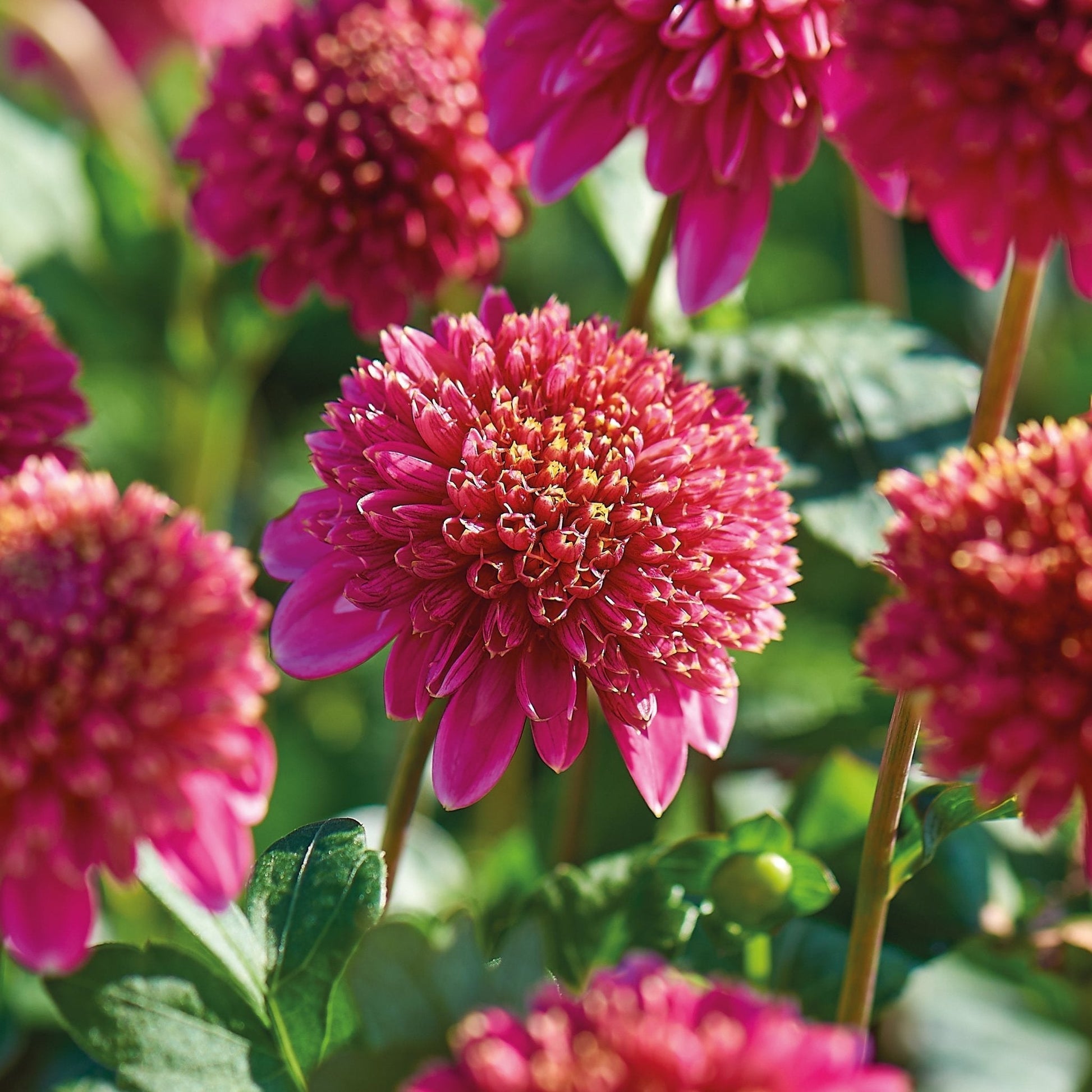 Mieszanka dalii 'Anemone mix'