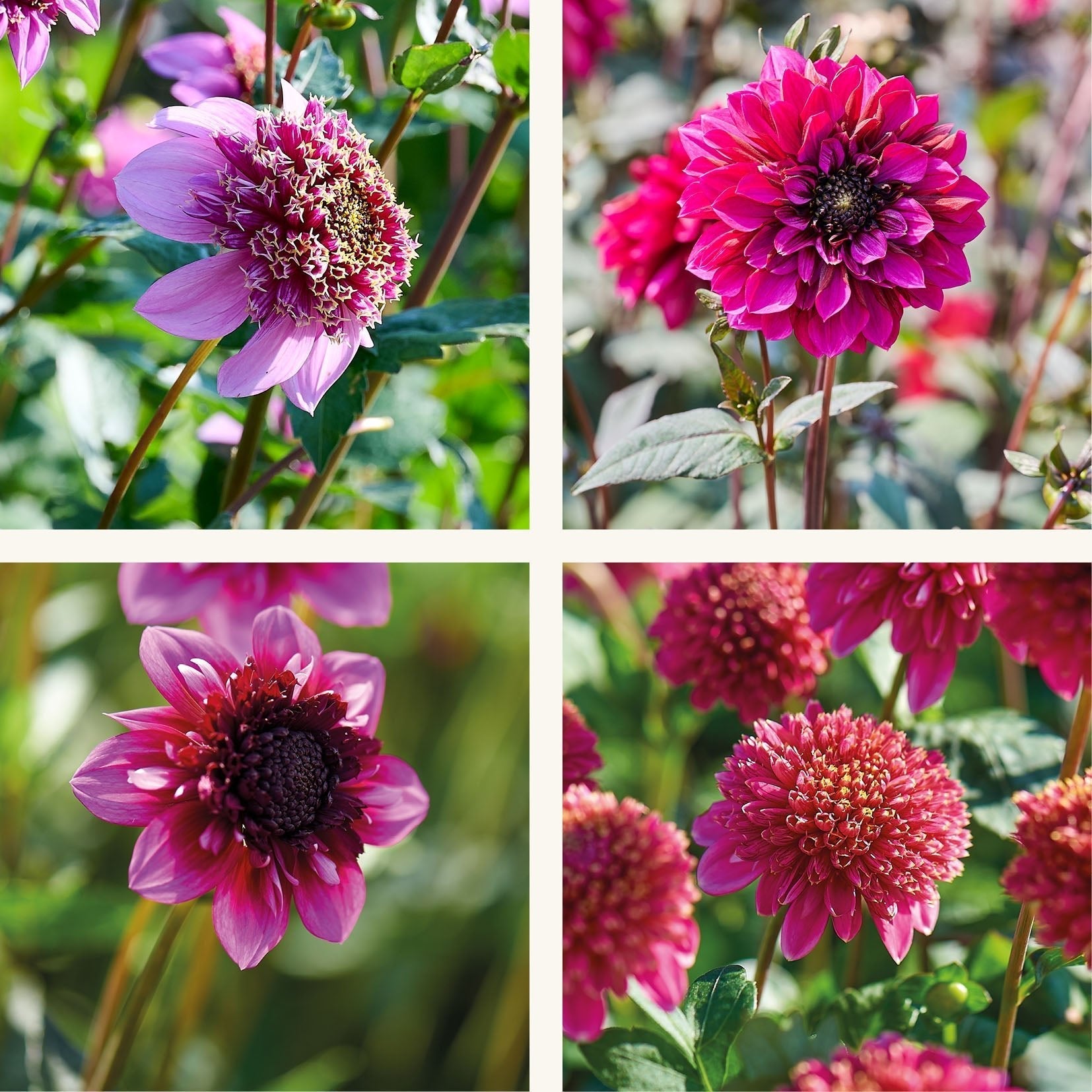 Mieszanka dalii 'Anemone mix'