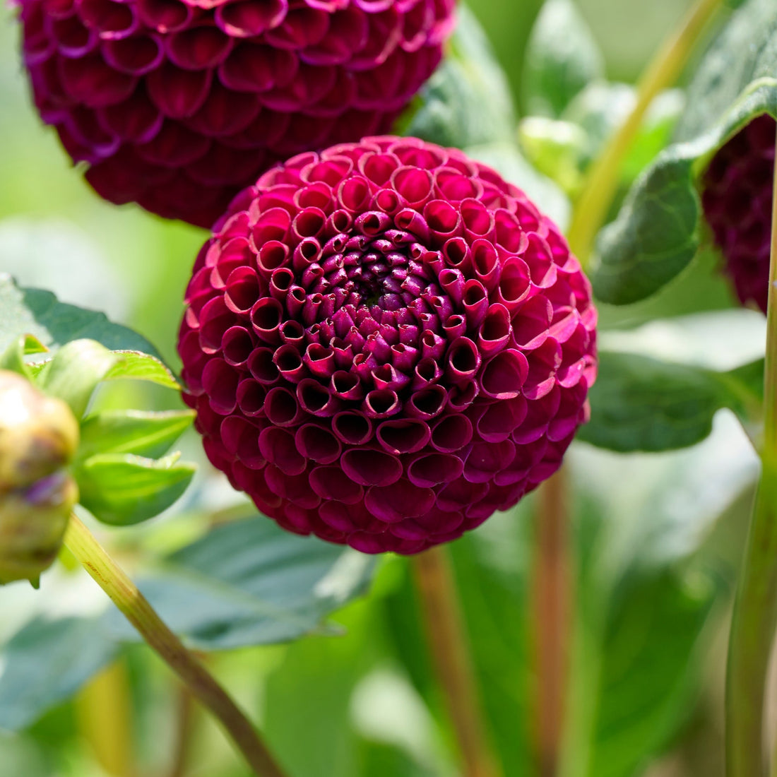 Mieszanka dalii 'Ball Mieszanka dalii'