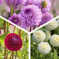 Mieszanka dalii 'Ball Mix'
