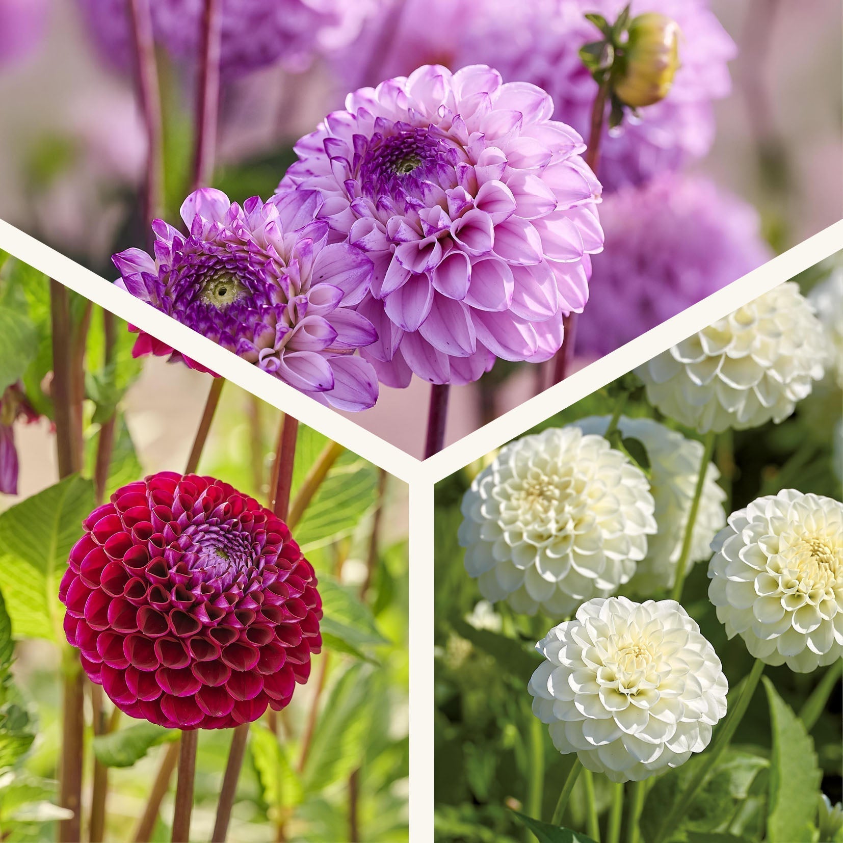 Mieszanka dalii 'Ball Mix'