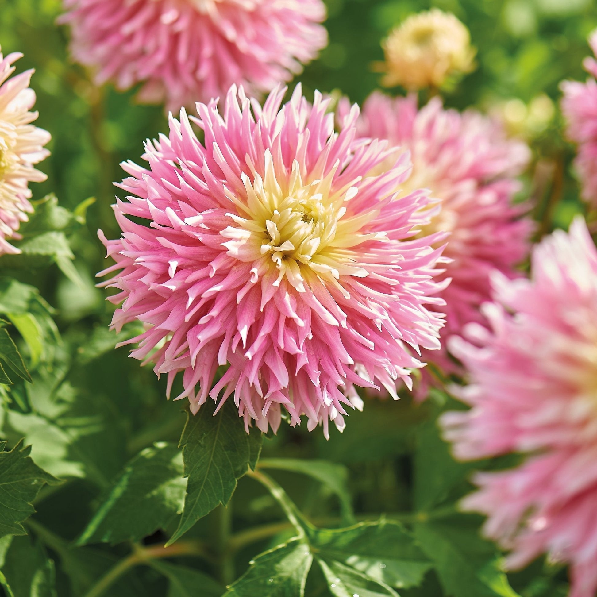 Mieszanka dalii 'Frimbiata mix'