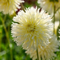 Mieszanka dalii 'Frimbiata mix'