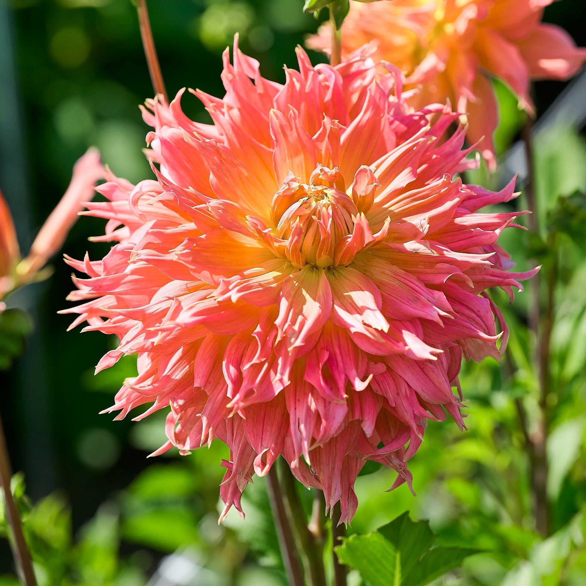 Mieszanka dalii 'Large flowering Mix'