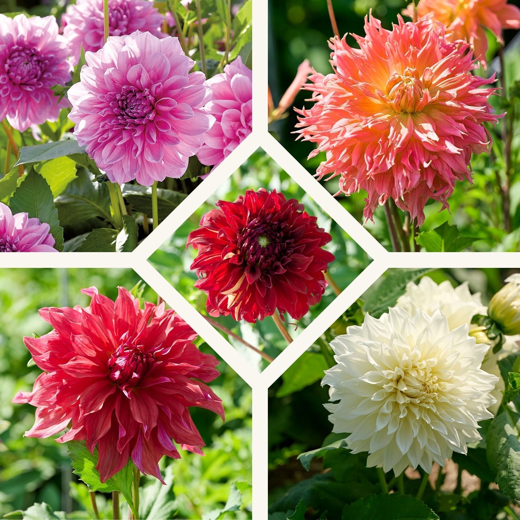 Mieszanka dalii 'Large flowering Mix'