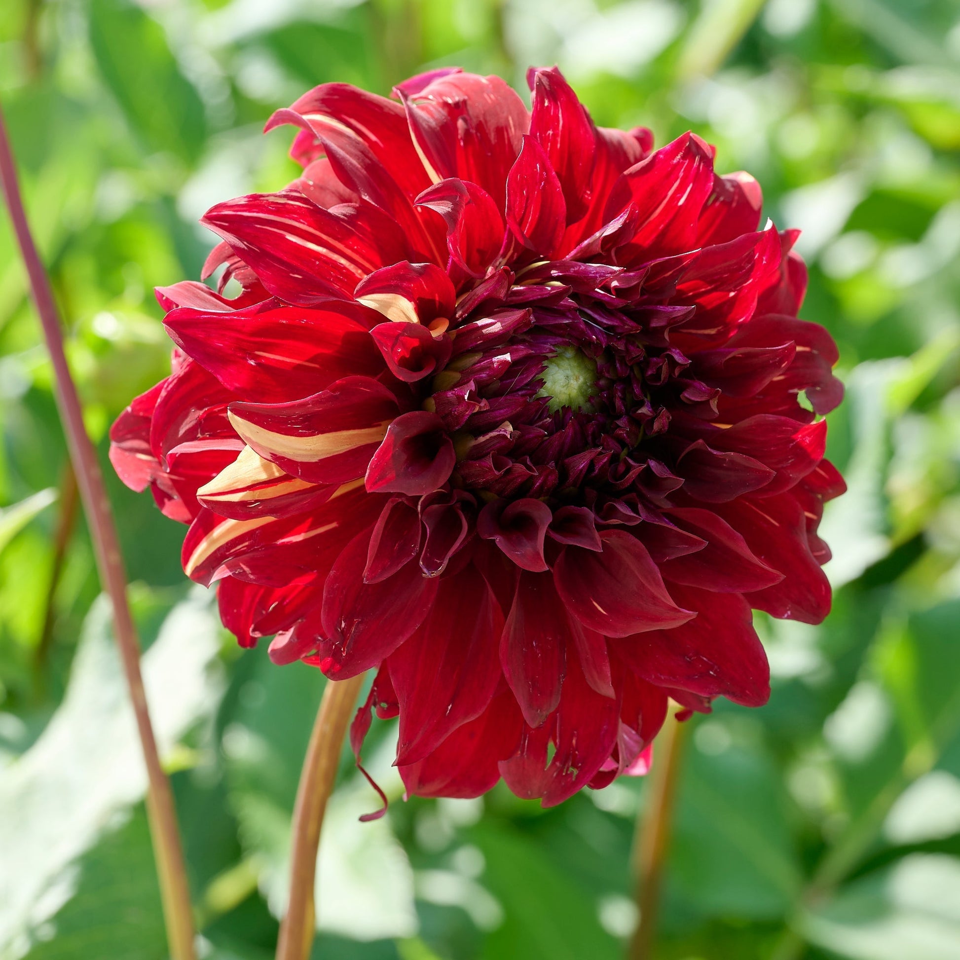 Mieszanka dalii 'Large flowering Mix'