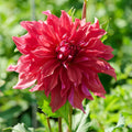 Mieszanka dalii 'Large flowering Mix'