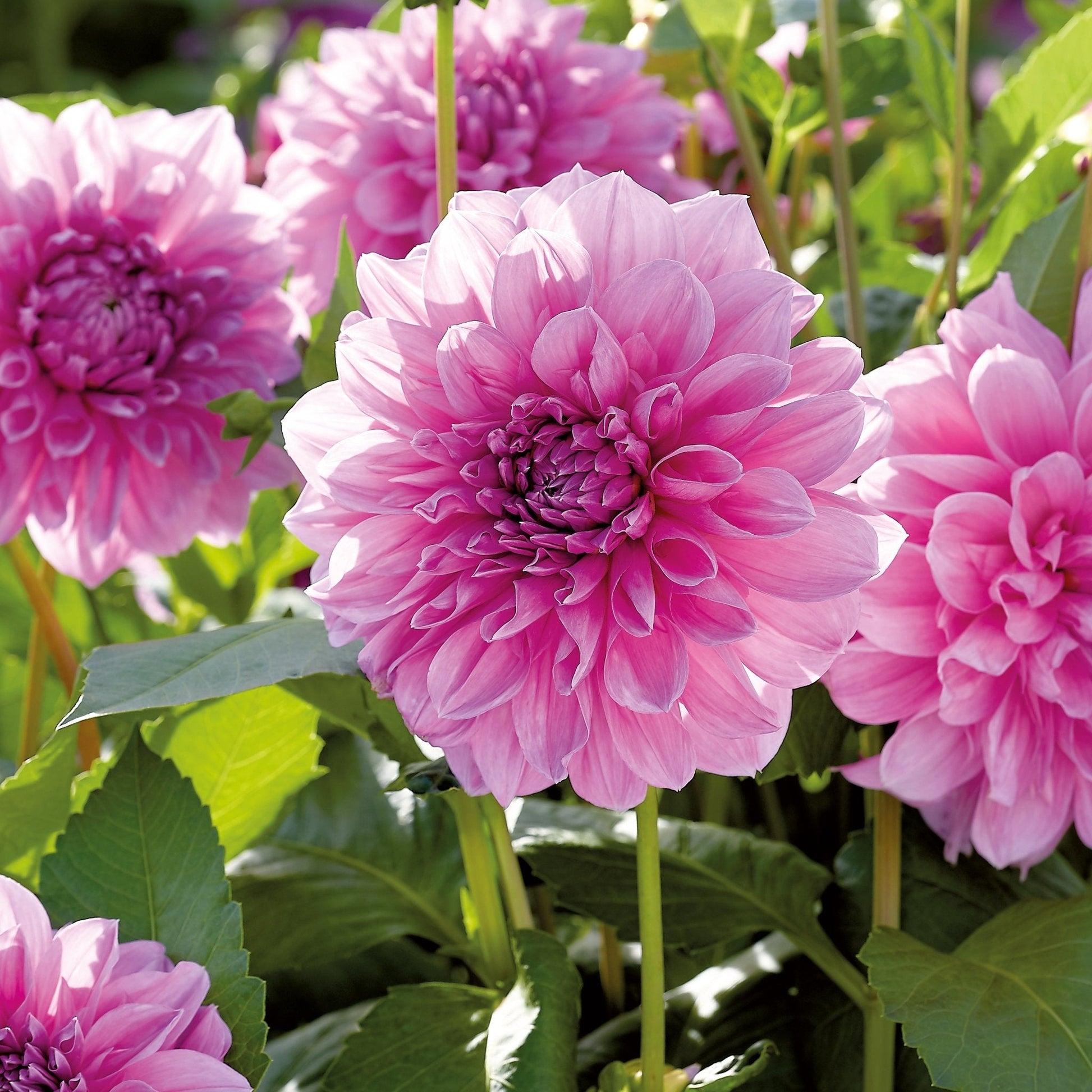 Mieszanka dalii 'Large flowering Mix'