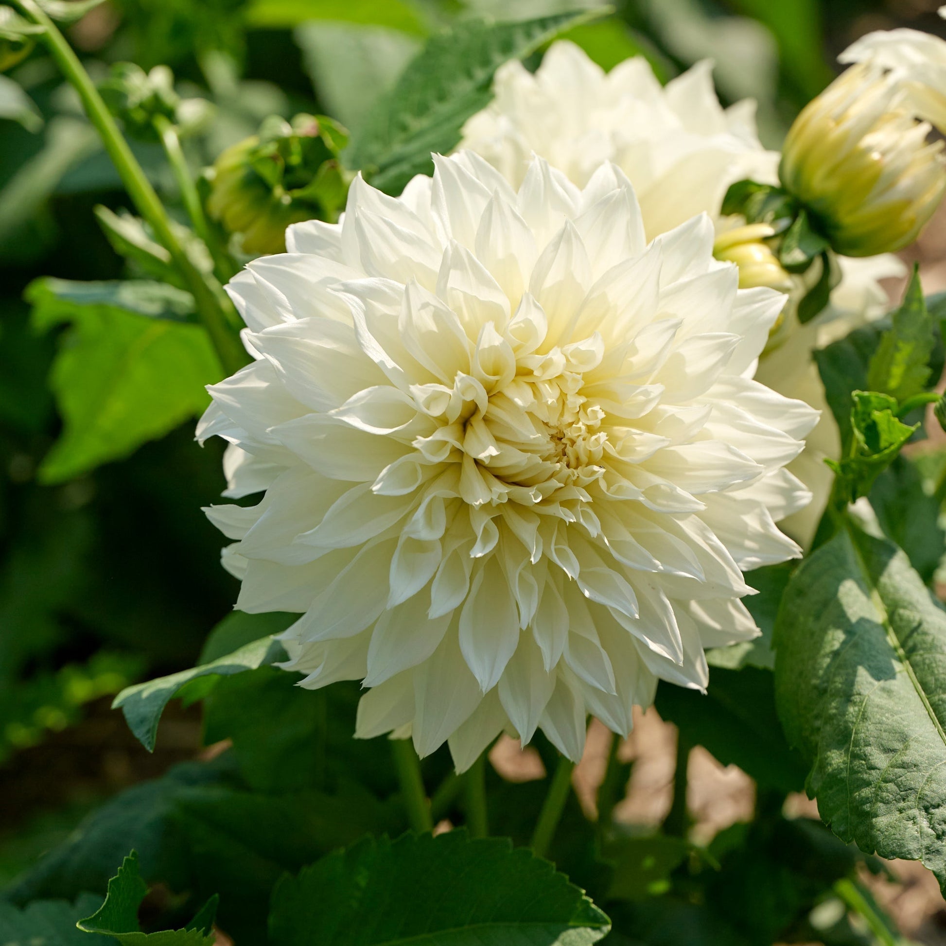 Mieszanka dalii 'Large flowering Mix'