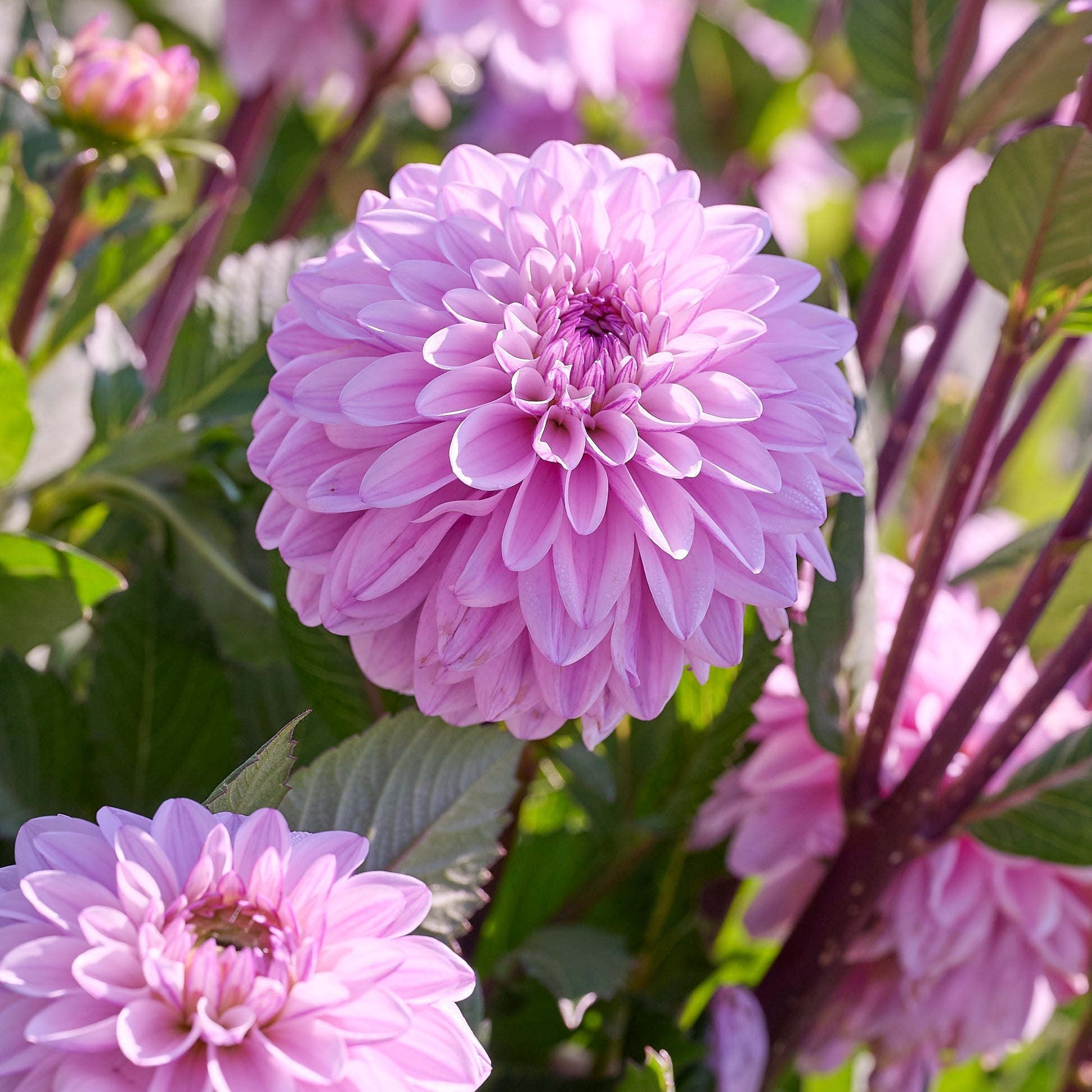 Mieszanka dalii 'Light purple mix'