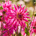 Mieszanka dalii 'Light purple mix'