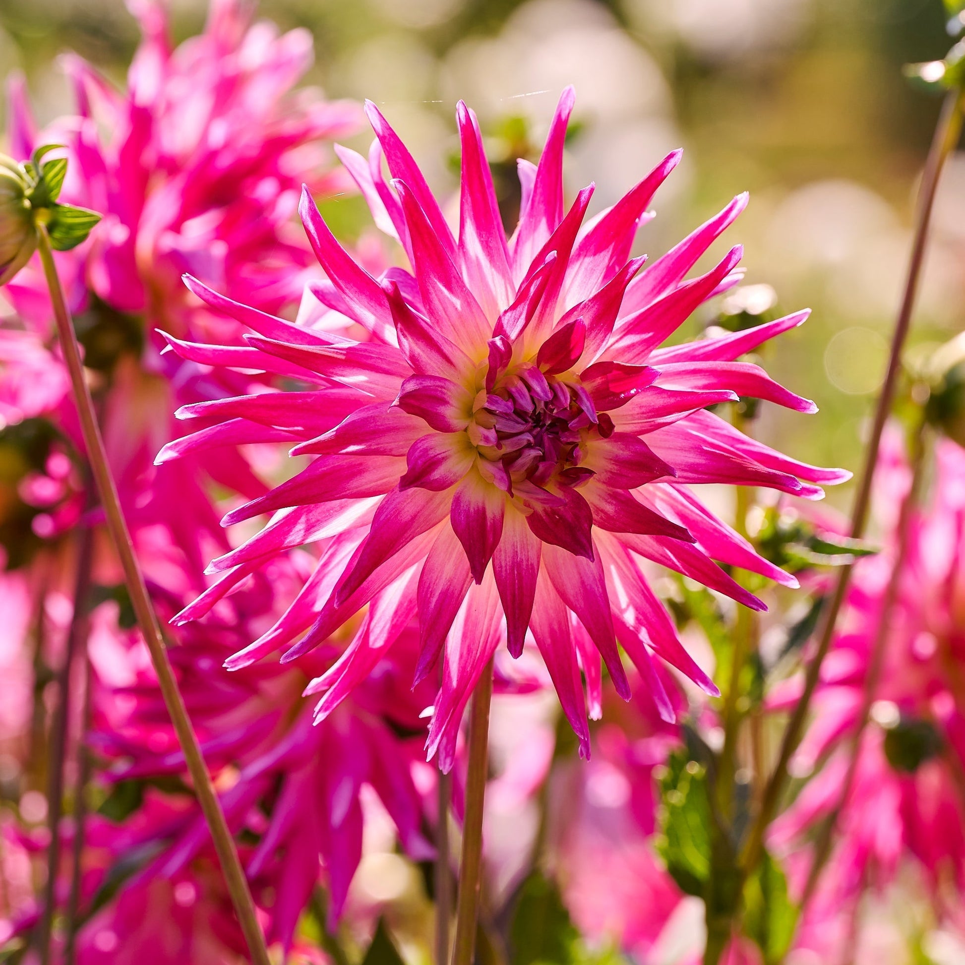 Mieszanka dalii 'Light purple mix'