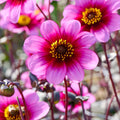 Mieszanka dalii 'Light purple mix'