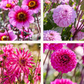 Mieszanka dalii 'Light purple mix'