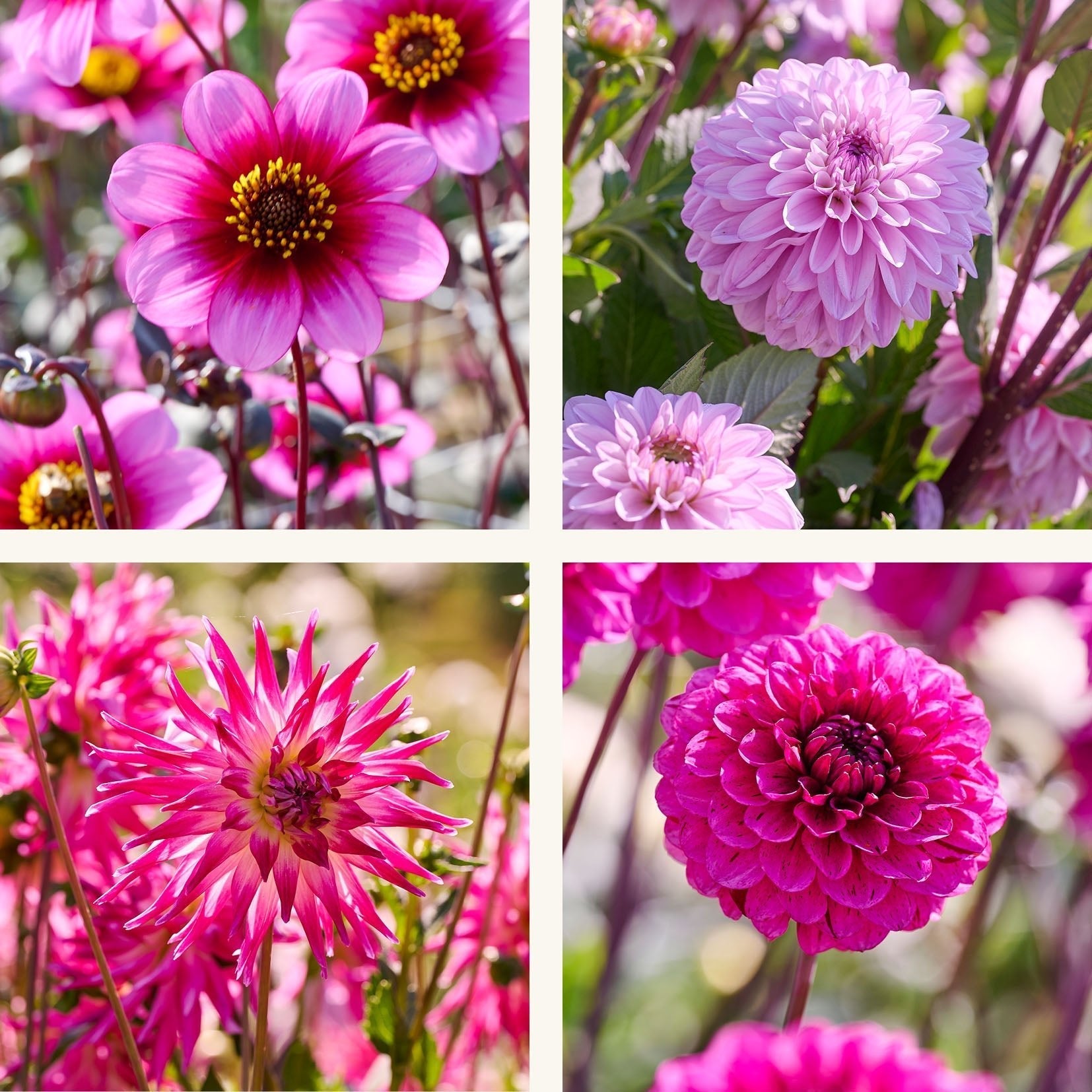 Mieszanka dalii 'Light purple mix'