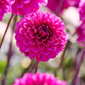 Mieszanka dalii 'Light purple mix'