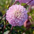 Mieszanka dalii 'Pastel deco Mix'