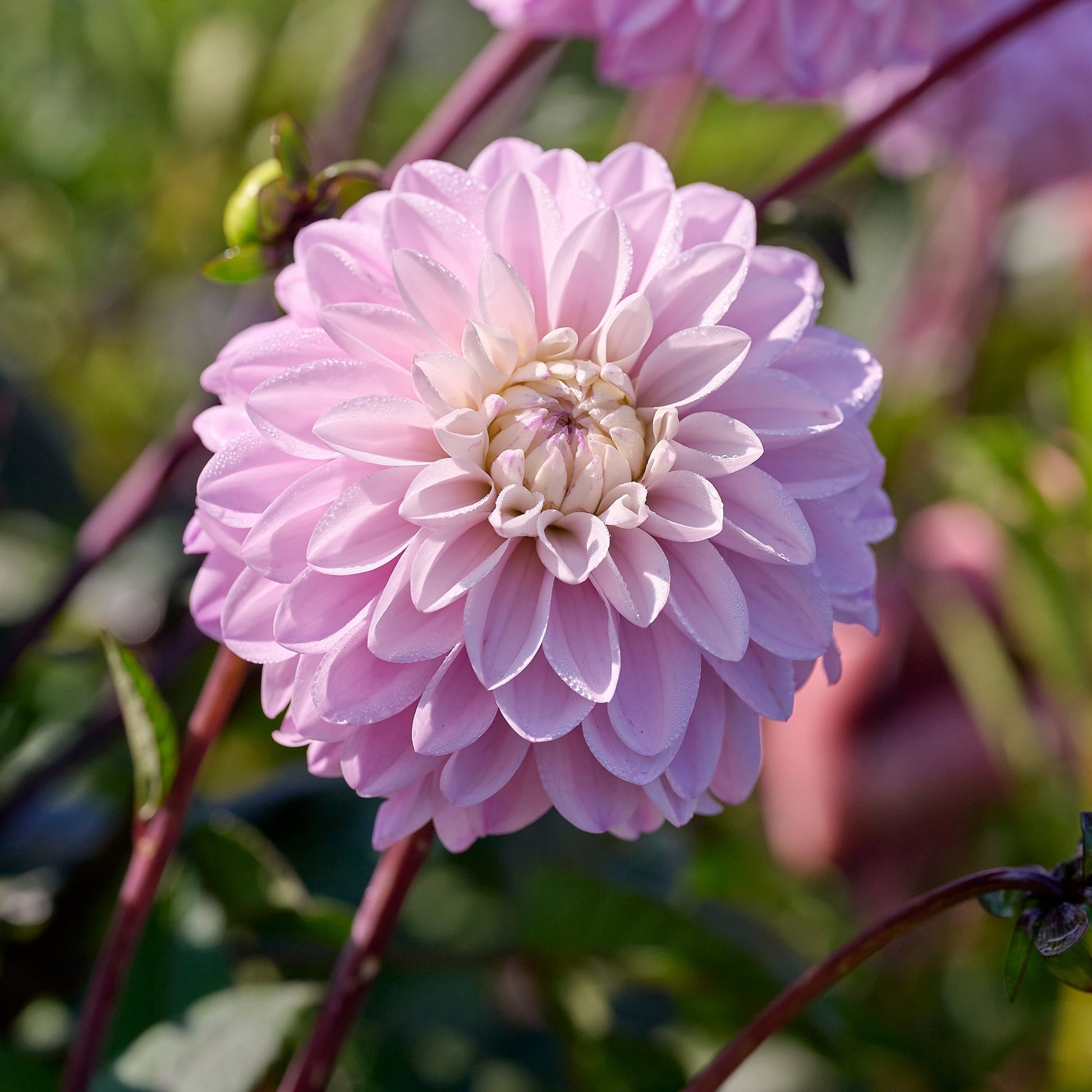 Mieszanka dalii 'Pastel deco Mix'