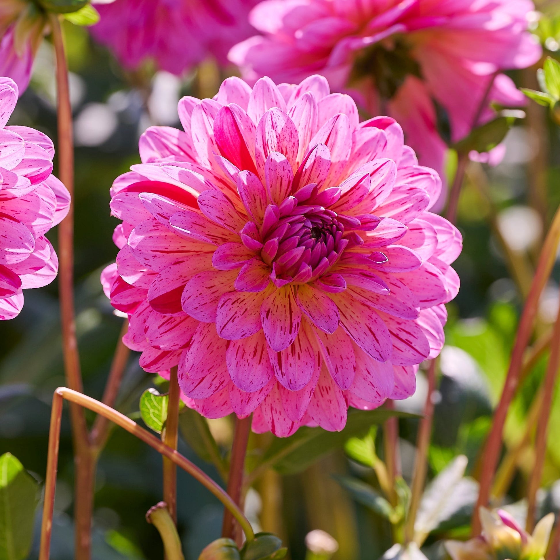 Mieszanka dalii 'Pink mix'