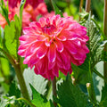 Mieszanka dalii 'Pink mix'
